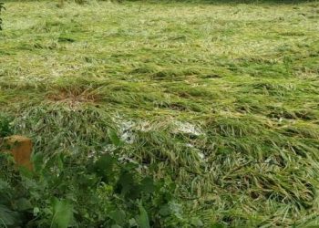 বুলবুলে ১৬ জেলার ৩ লাখ হেক্টর জমির ফসলের ক্ষতি