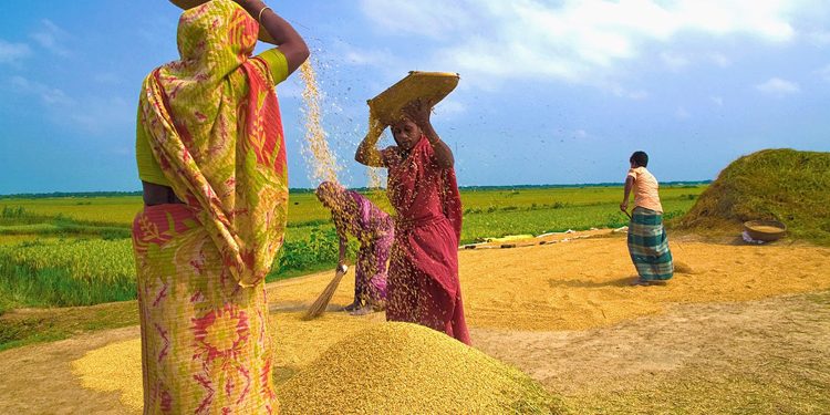 ‘এবছর বোরো ধানের উৎপাদন লক্ষ্যমাত্রার চেয়ে বেশি হবে’