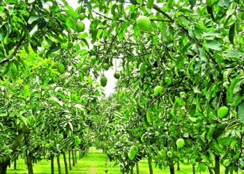 হাঁড়িভাঙা আমের বাগান সবার নজর কাড়ছে