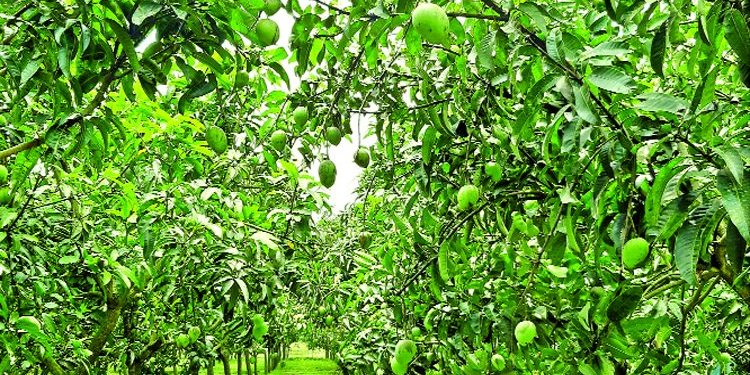 হাঁড়িভাঙা আমের বাগান সবার নজর কাড়ছে