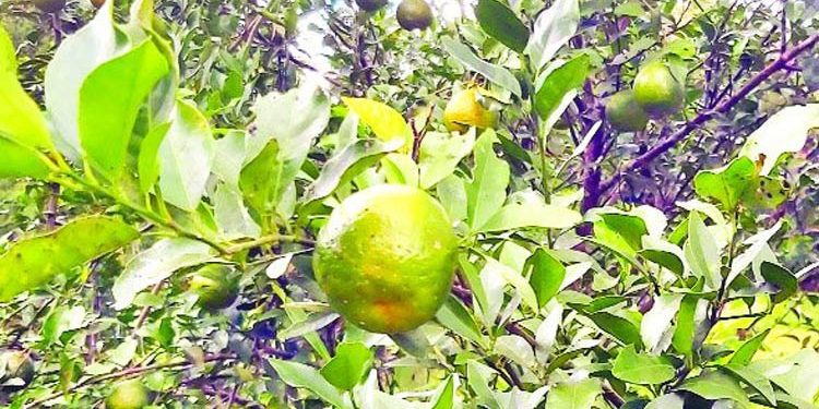 উন্নত প্রযুক্তি না থাকায় পিছিয়ে চাষিরা