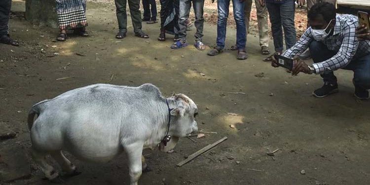 বিদেশি গণমাধ্যমে ‘রাণী’র খবর: লকডাউনেও দেখতে ভিড়