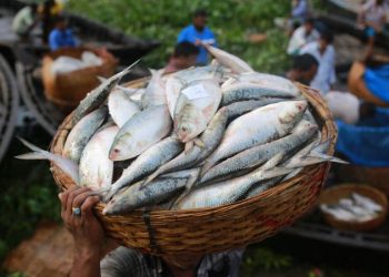 ৪ অক্টোবর থেকে ২২ দিন ইলিশ ধরা নিষিদ্ধ