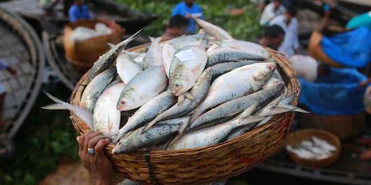 ৪ অক্টোবর থেকে ২২ দিন ইলিশ ধরা নিষিদ্ধ