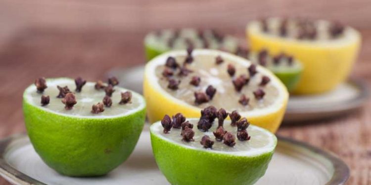 রান্নাঘরে মাছির উপদ্রব? জেনে নিন সহজ কিছু সমাধান