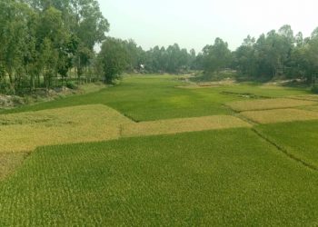 রৌমারীতে সোনাভরি নদীতে এখন সোনা ফলে