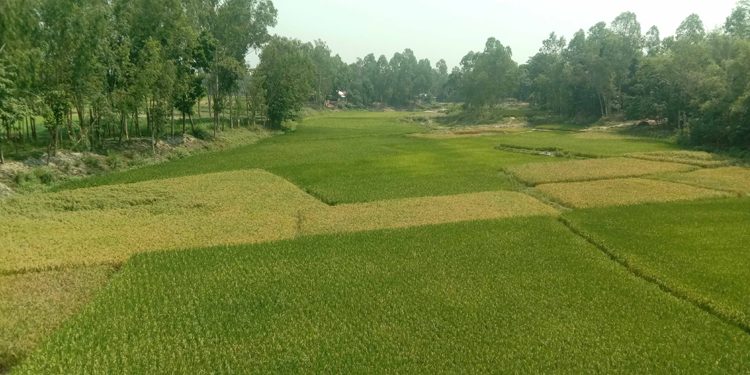 রৌমারীতে সোনাভরি নদীতে এখন সোনা ফলে