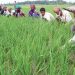 তিন বছরের জন্য কৃষিঋণ পুনঃ তপশিলের সুযোগ