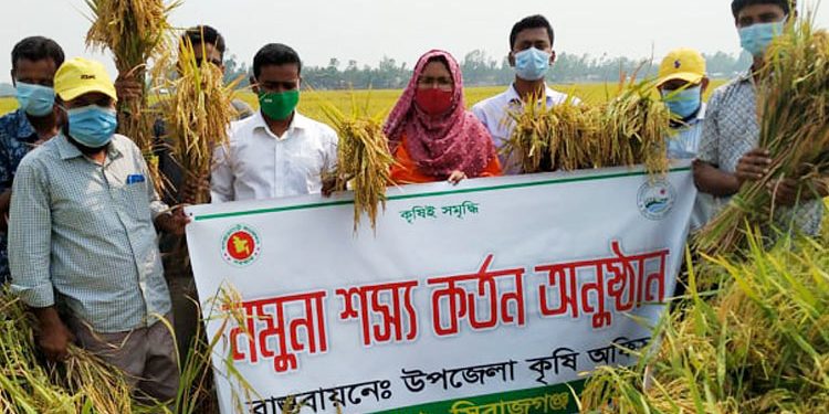 তাড়াশে ব্রি ধান-৮৯ চাষে সাফল্য