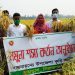 তাড়াশে ব্রি ধান-৮৯ চাষে সাফল্য