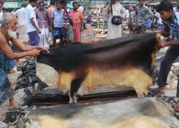 দাম না পেয়ে ক্ষতির মুখে নাটোরের চামড়া ব্যবসায়ীরা