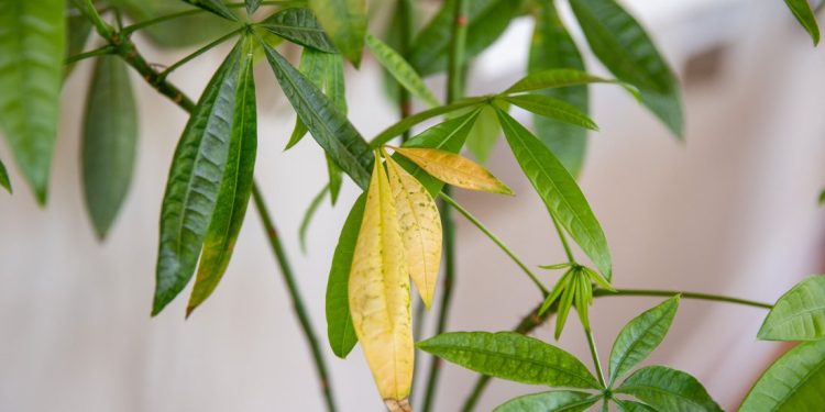 গাছের পাতা হলুদ হয়ে যাওয়ার ৮ কারণ